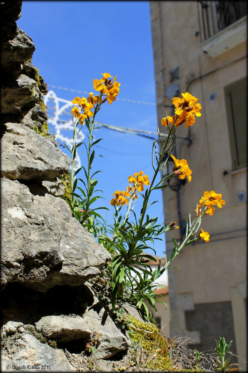 Erysimum cheiri